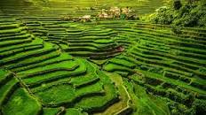 Banaue Terraces