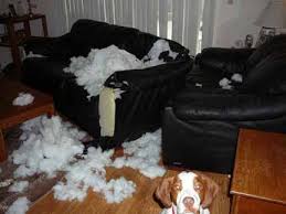 dog damage 2.jpg