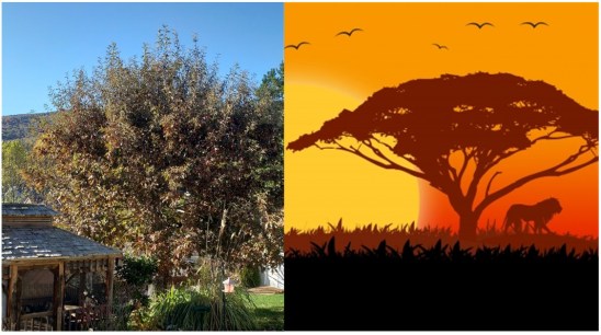 US Tree next to African Tree.jpg