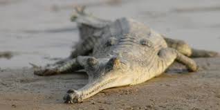 gharial crocodile.jpg