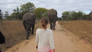 walking with elephant.jpg