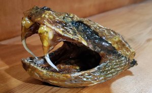 Gabon Viper 7-20 ec.jpg