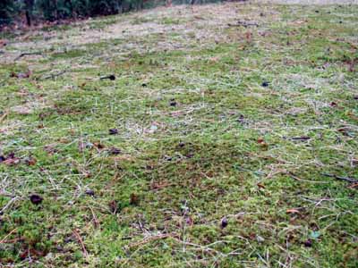 moss lawn IMG_1049 r 5-11