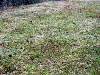 moss lawn IMG_1049 r 5-11