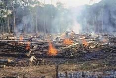 Slash and burn 1.jpg